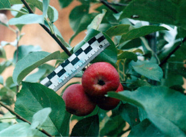 Pommier Vospitannitsa : caractéristiques de la variété et entretien