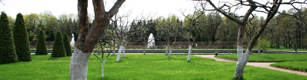 Blanchir les pommiers pour les protéger des maladies et des ravageurs : règles, compositions et précautions