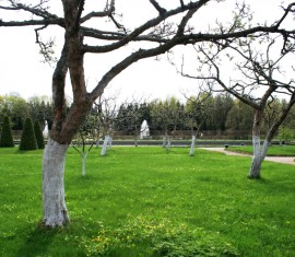 Blanchir les pommiers pour les protéger des maladies et des ravageurs : règles, compositions et précautions