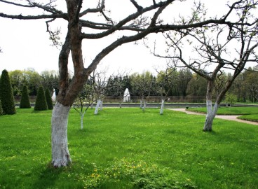 Blanchir les pommiers pour les protéger des maladies et des ravageurs : règles, compositions et précautions