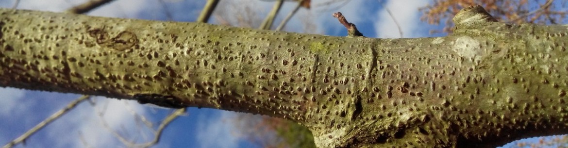 Traitement de la cytosporose des pommiers et autres arbres fruitiers