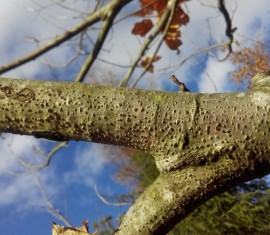 Traitement de la cytosporose des pommiers et autres arbres fruitiers