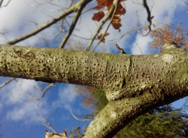 Traitement de la cytosporose des pommiers et autres arbres fruitiers