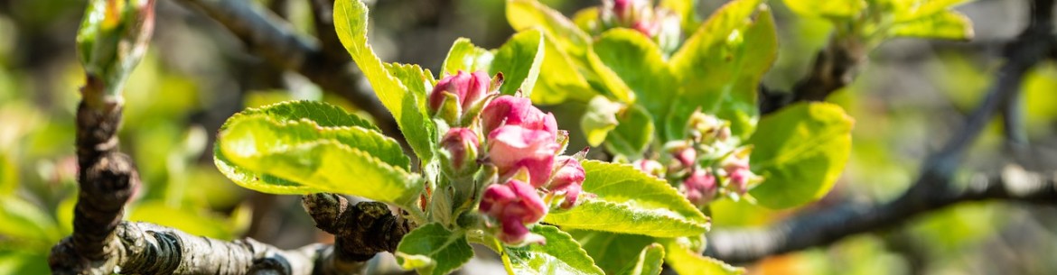 13 recettes de vernis pour jardin : Fabriquez vous-même le meilleur mastic