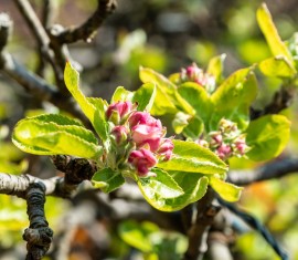 13 recettes de vernis pour jardin : Fabriquez vous-même le meilleur mastic