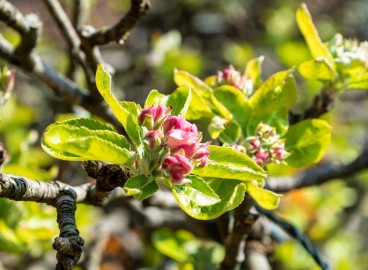 13 recettes de vernis pour jardin : Fabriquez vous-même le meilleur mastic