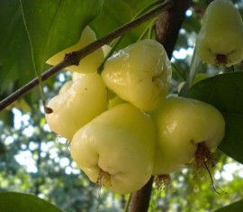 Pommier White Rose : Variété et conseils d'entretien