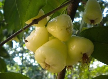 Pommier White Rose : Variété et conseils d'entretien