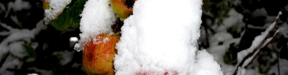 Préparation des pommiers pour l'hiver en Sibérie : comment les isoler et les protéger à 100 % du gel