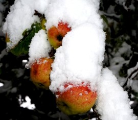 Préparation des pommiers pour l'hiver en Sibérie : comment les isoler et les protéger à 100 % du gel
