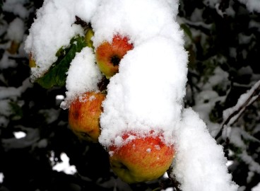 Préparation des pommiers pour l'hiver en Sibérie : comment les isoler et les protéger à 100 % du gel