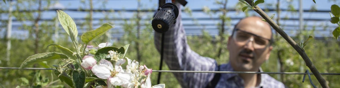 Fitosporine pour pommiers