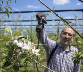 Fitosporine pour pommiers