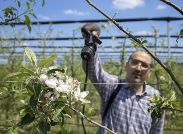 Fitosporine pour pommiers
