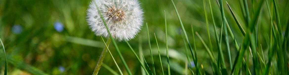 Comment se débarrasser des pissenlits dans son jardin