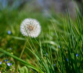Comment se débarrasser des pissenlits dans son jardin