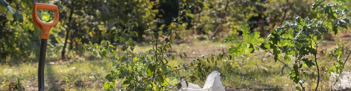 Comment fertiliser son jardin en été