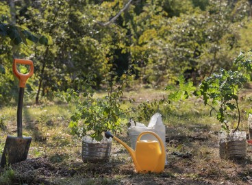 Comment fertiliser son jardin en été