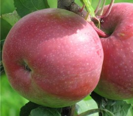 Pommier July Chernenko : caractéristiques de la variété et entretien