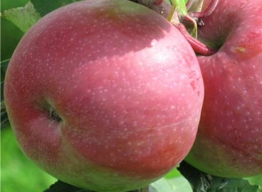 Pommier July Chernenko : caractéristiques de la variété et entretien