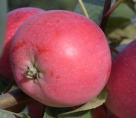 Pommier Smuglyanochka : caractéristiques de la variété et entretien