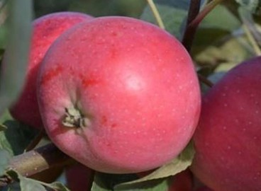 Pommier Smuglyanochka : caractéristiques de la variété et entretien