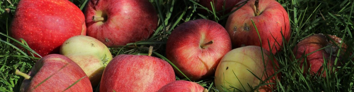 Où mettre les pommes tombées à la datcha : tout savoir sur l’utilisation judicieuse des fruits tombés