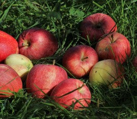 Où mettre les pommes tombées à la datcha : tout savoir sur l’utilisation judicieuse des fruits tombés
