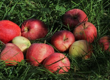 Où mettre les pommes tombées à la datcha : tout savoir sur l’utilisation judicieuse des fruits tombés