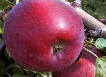 Pommier Kubanskoye Bagryanoye : caractéristiques de la variété et entretien