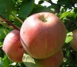 Pommier Malt Bagaevsky : caractéristiques de la variété et entretien