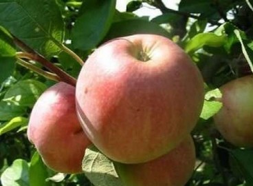 Pommier Malt Bagaevsky : caractéristiques de la variété et entretien