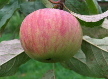 Pommier Cannelle Nouveau : caractéristiques de la variété et entretien