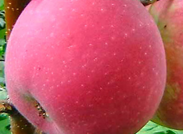 Le pommier Oulyanishchev Memory : caractéristiques de la variété et entretien