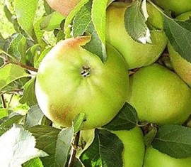 Pommier Cheburashka : caractéristiques de la variété et entretien