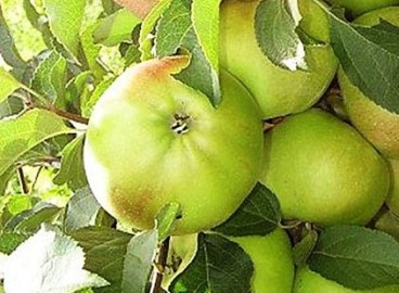 Pommier Cheburashka : caractéristiques de la variété et entretien