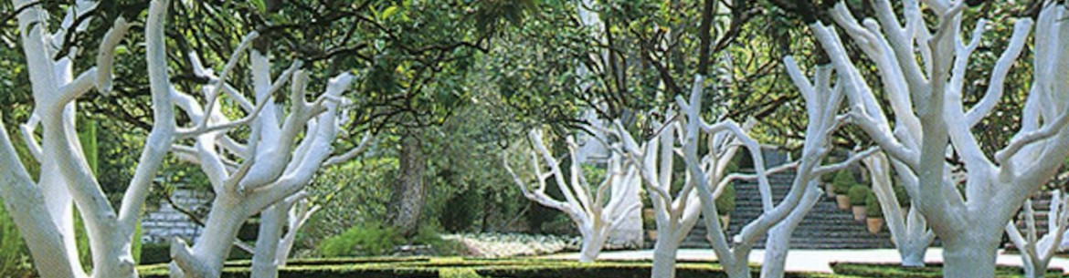 Quand blanchir les arbres du jardin au printemps : gérer les biais