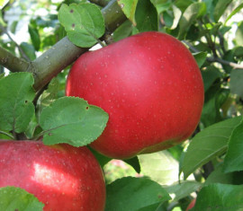 Pommier Auxis : caractéristiques de la variété et entretien