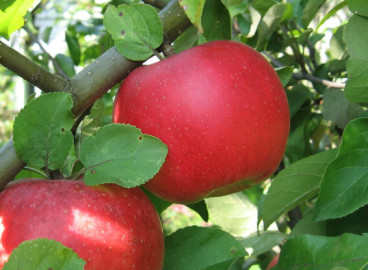 Pommier Auxis : caractéristiques de la variété et entretien