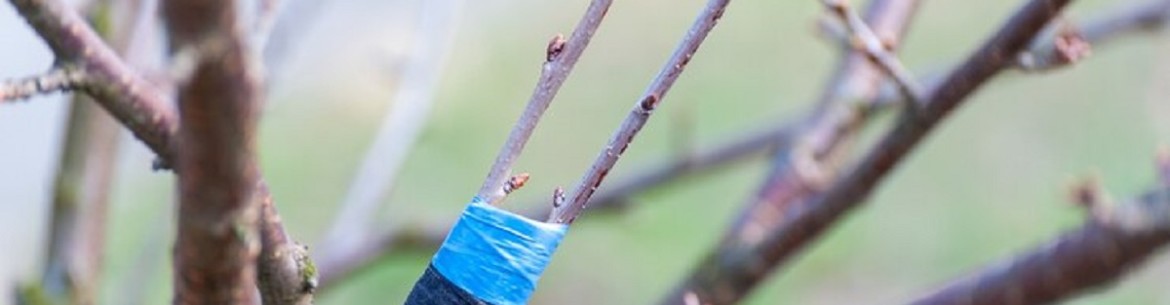 Méthodes de greffage des arbres fruitiers au printemps : choisir la méthode optimale