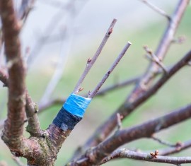 Méthodes de greffage des arbres fruitiers au printemps : choisir la méthode optimale