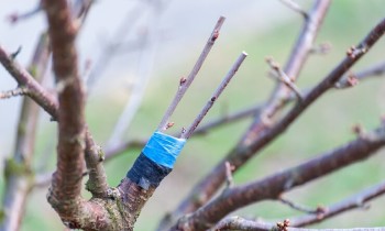 Méthodes de greffage des arbres fruitiers au printemps : choisir la méthode optimale