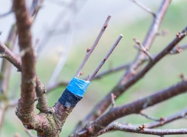Méthodes de greffage des arbres fruitiers au printemps : choisir la méthode optimale