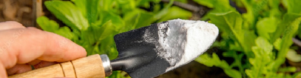 La farine de dolomite au jardin : un protecteur miraculeux