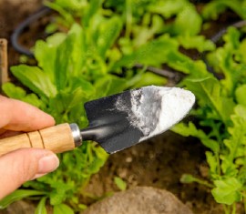 La farine de dolomite au jardin : un protecteur miraculeux
