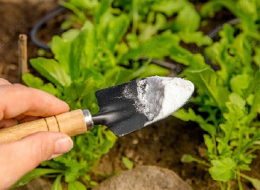 La farine de dolomite au jardin : un protecteur miraculeux