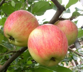 Pommier persan : variété et conseils d’entretien