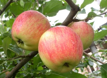 Pommier persan : variété et conseils d’entretien