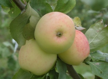 Pommier d'hiver de Moscou : caractéristiques et entretien