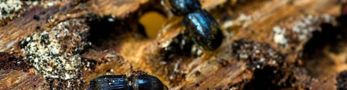 Le scolyte du pommier et sa lutte